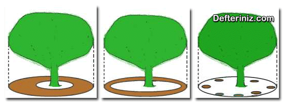 Avokado ağaçlarına azotlu gübre uygulanması (a), fosforlu ve potaslı gübre uygulanması (b,c).