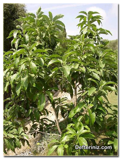 Avokado bitkisinin genel görünüşü.