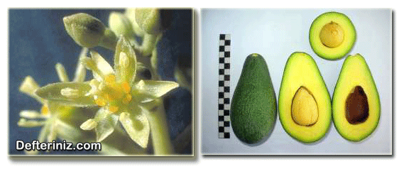 Avokado bitkisinde çiçek ve meyve yapısı.