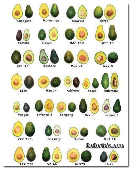 Avokado çeşitlere göre meyve şekil ve renkleri.