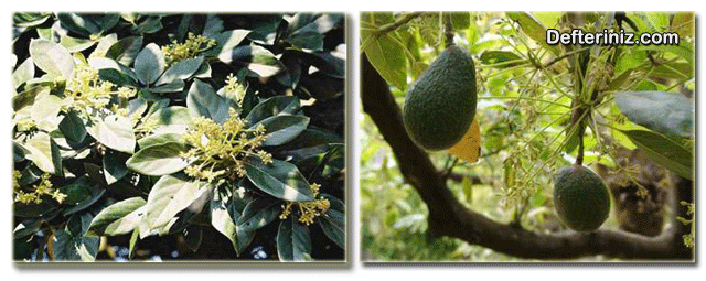 Avokado bitkisinde çiçek ve meyve yapısı.