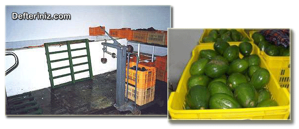 Avokado meyvelerini sınıflandırma ve paketleme odası.