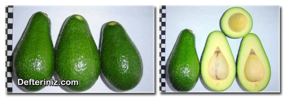 Zutano avokado çeşidinin meyve ve çekirdek özellikleri.
