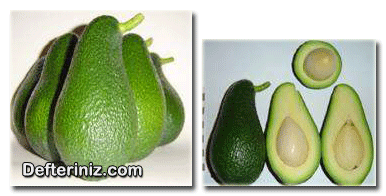 Wurtz avokado çeşidinin meyve ve çekirdek özellikleri.