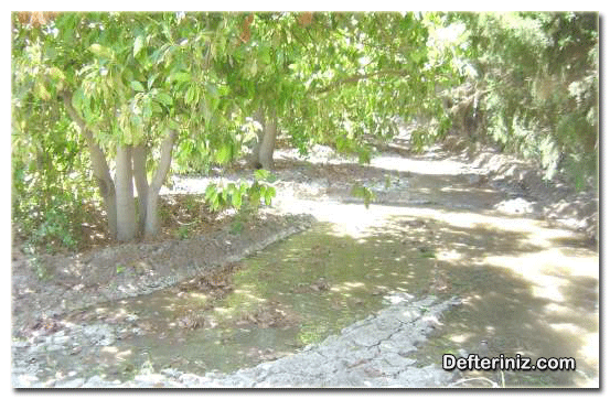 Avokado ağaçlarının tava usulü sulanması.