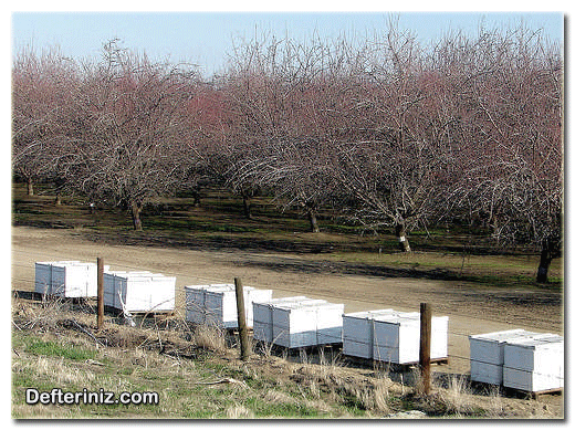 Badem bahçesine yerleştirilmiş arı kovanları.