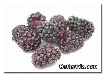 Boysenberry (Bursa-1) böğürtlen çeşidi.