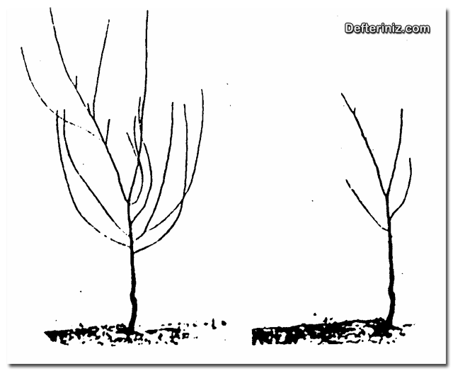 İki yaşlı ve bu ceviz ağacında kış döneminde ana dallar seçilerek kısaltılmış diğerleri çıkarılmıştır.