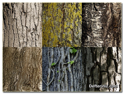 Farklı ceviz ağaç çeşitlerinin gövde yapısı.