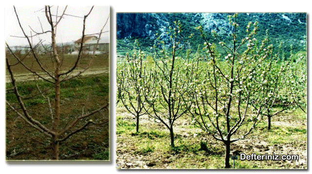 Büyüme sezonu sonunda MM106 anacı üzerine aşılı elma çeşitlerinde merkezi lider terbiye sisteminin görünüşü.