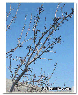 Elma ağacında karışık meyve dalları (çıtanak).