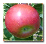 Jerseymac elma çeşidi.