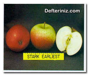 Stark earliest elma çeşidi.