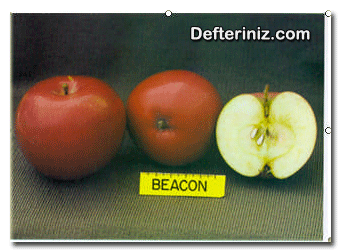 Beacon elma çeşidi.