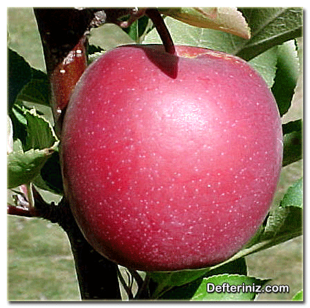 Summerred elma çeşidi.