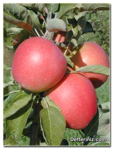 Pinova elma çeşidi.