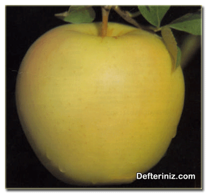 Starkspur Golden Delicious elma çeşidi.