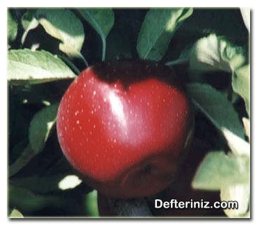Starkrimson Delicious elma çeşidi.