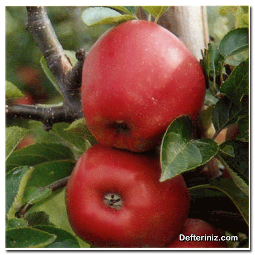Jonagored elma çeşidi.