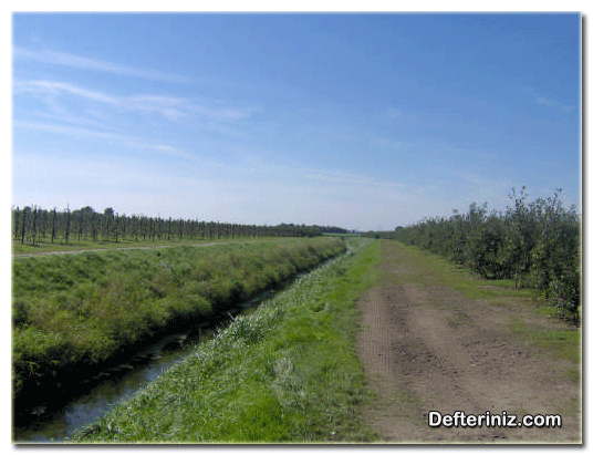 Hollanda meyve bahçelerinde taban suyu seviyesine karşı yapılmış drenaj kanalları.