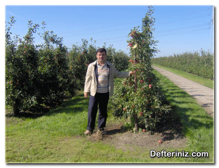 Hollanda’da M 9 anaçlı bir elma bahçesi.