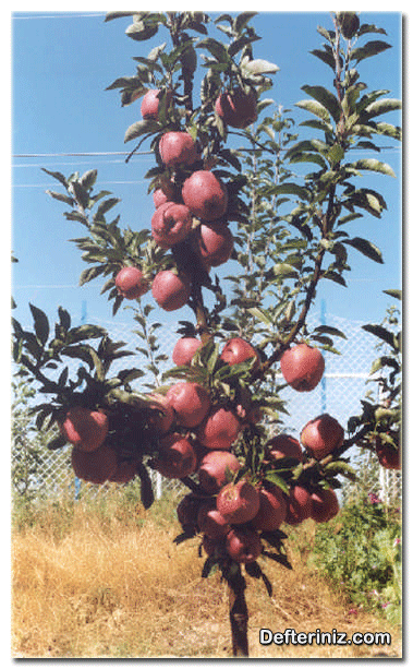 MM106 anacı üzerine aşılı 3 yaşlı redchief elma çeşidi.