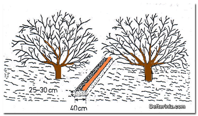 Kayısı ağaç sıraları arasına gübre uygulaması.