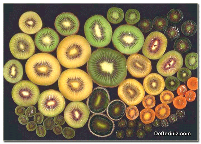 Kivi bitkisinde meyve çeşitliliği.