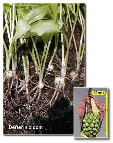 Zantedeschia tohumları ve filizlenmiş bitkinin kök yapısı.