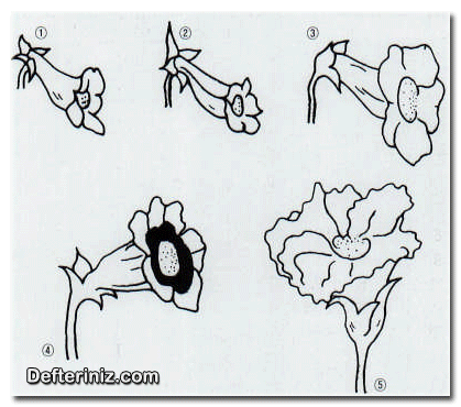 Bardak menekşe (sinningia) çeşitlerine göre farklı çiçek yapıları.