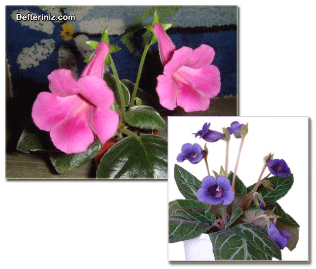 Bardak menekşe (sinningia) bitkisinde farklı çiçek yapıları.
