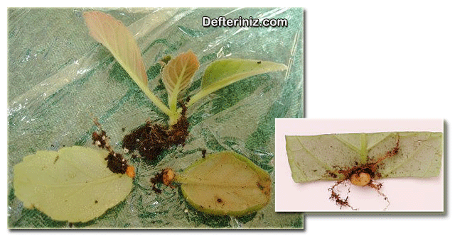 Bardak menekşe (sinningia) bitkisinin köklenmiş yaprak ve sürgün çeliği.