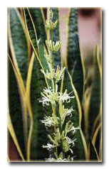 Paşa Kılıcı (sansevieria) çiçeği.