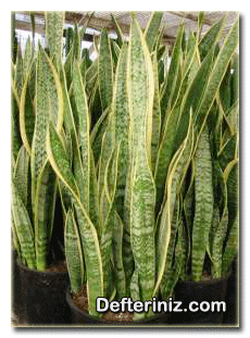 Sansevieria trifasciata, paşa kılıcı türü.