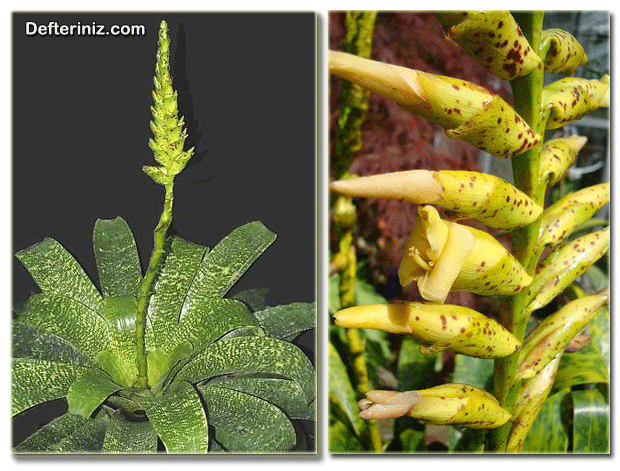 Vriesia fenestralis ve çiçek yapısı.