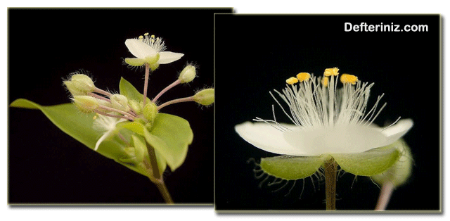 Tradescantia fluminensis bitkisi çiçekleri.