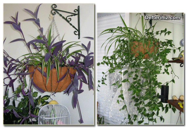 Tradescantia bitki çeşitlerinin asma saksılarda görünümü.