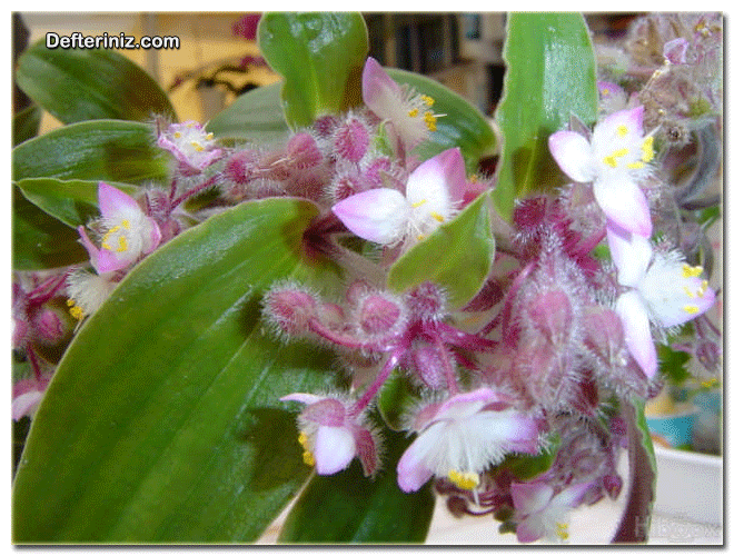 Tradescantia blossfeldiana, telgraf çiçeği türü.