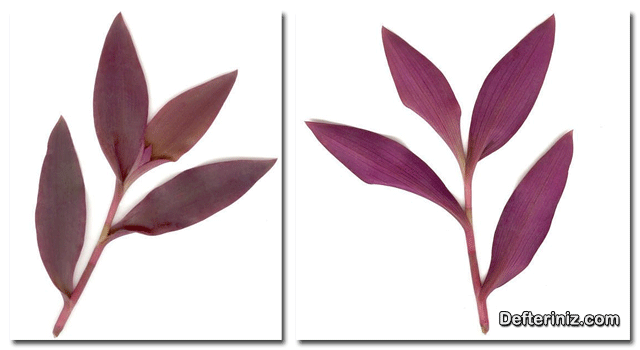 Tradescantia pallida telgraf çiçeği türü yaprağının ön ve arkadan görünümü.