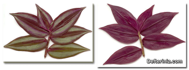 Tradescantia zebrina telgraf çiçeği türü yaprağının ön ve arkadan görünümü.