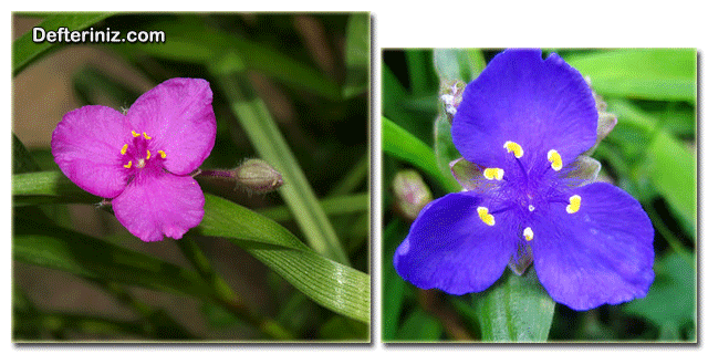Mor ve mavi renklerde Tradescantia virginiana, telgraf çiçeği türü.