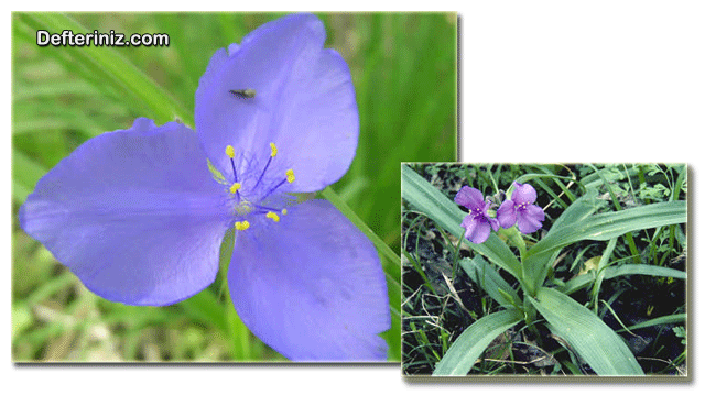 Tradescantia ohiensis, telgraf çiçeği türü.