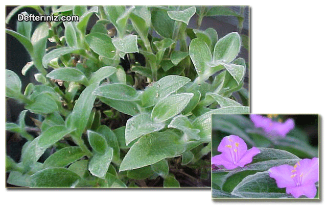 Tradescantia sillamontana, telgraf çiçeği türünün çiçeği ve dalları.