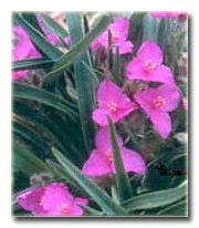 Tradescantia tharpii, telgraf çiçeği türü.