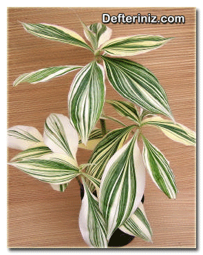 Tradescantia zanonia, telgraf çiçeği türü.