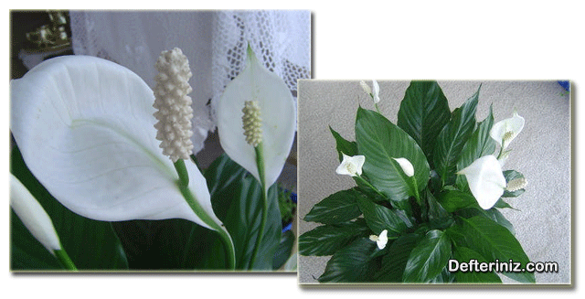Beyaz Yelken (Spathiphyllum) bitkisinin genel görünüşü.