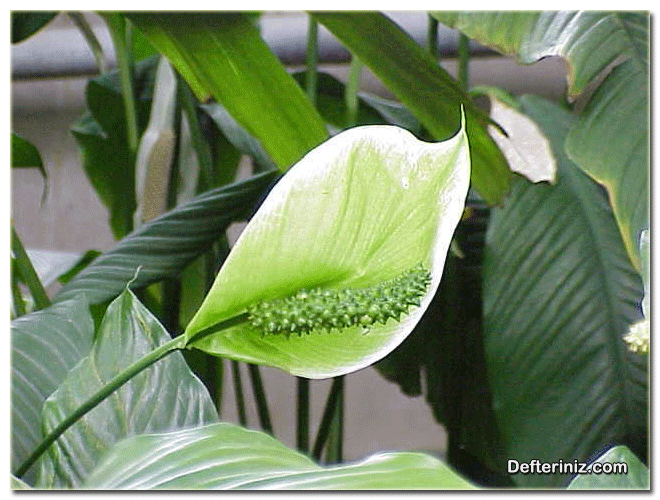 Beyaz Yelken (Spathiphyllum) çiçeğinin yeşile dönüşü.