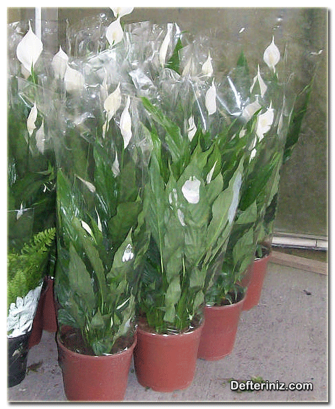 Satış serasında yüklenmeye hazır spathiphyllum (beyaz yelken) bitkileri.