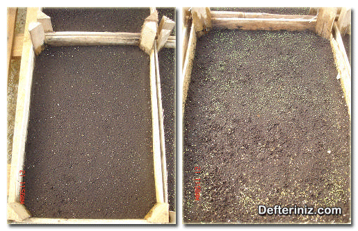 Hazırlanmış tohum kasası ve lisianthus tohumlarının çimlenmesi.
