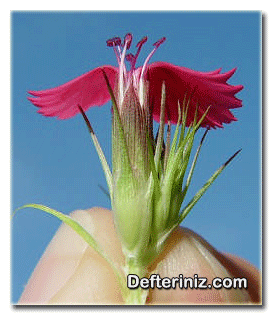 Dianthus barbatus çiçeği.